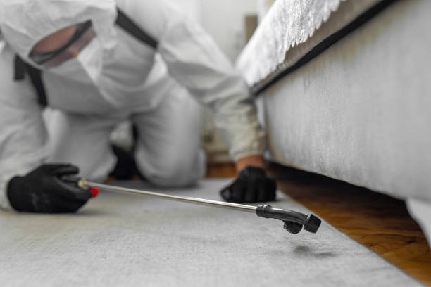 Professional Bed Bug Control technician working in Maysville, GA